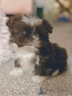 Photo №2 to announcement № 136566 for the sale of shih tzu - buy in Germany breeder
