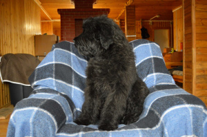 Photo №4. I will sell black russian terrier in the city of Кипень. private announcement - price - 707$