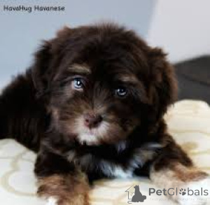 Photo №4. I will sell havanese dog in the city of Berlin.  - price - negotiated