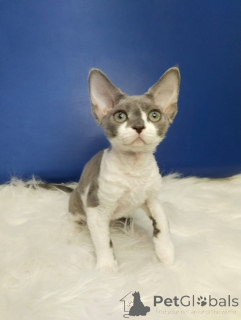 Photo №3. Healthy kittens of Devon River are ready for your family with the possibility of. Germany