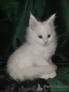 Photo №4. I will sell maine coon in the city of Molodechno. private announcement - price - negotiated