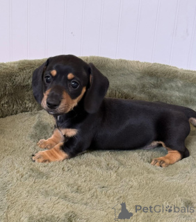 Photo №2 to announcement № 171322 for the sale of  - buy in Germany breeder