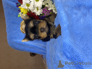 Additional photos: Yorkie puppies reserve