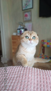 Photo №1. scottish fold - for sale in the city of Omsk | 586$ | Announcement № 104951