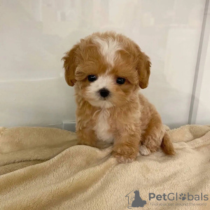 Photo №3. Healthy Maltipoo Puppies.. Sweden