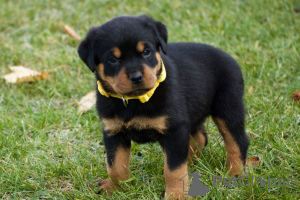 Photo №2 to announcement № 97236 for the sale of rottweiler - buy in Germany private announcement, from nursery, breeder