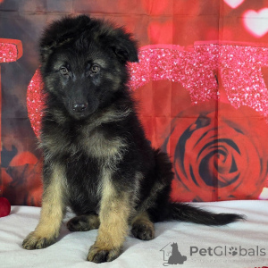 Photo №3. Larry German Shepherd Male 12 weeks old Ready to go home. Germany