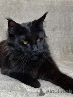 Photo №1. maine coon - for sale in the city of ASCH | negotiated | Announcement № 160069