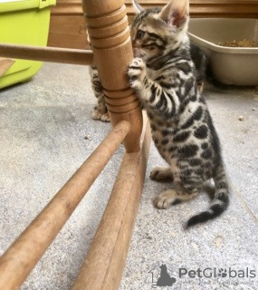 Photo №1. bengal cat - for sale in the city of Delmenhorst | 371$ | Announcement № 109218