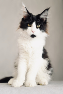 Photo №1. maine coon - for sale in the city of Krymsk city | 328$ | Announcement № 3885