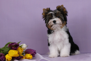 Photo №2 to announcement № 1287 for the sale of beaver yorkshire terrier - buy in Belarus breeder