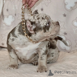 Photo №2 to announcement № 137878 for the sale of american bully - buy in United States private announcement