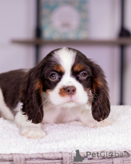 Photo №4. I will sell cavalier king charles spaniel in the city of Varmaland. breeder - price - negotiated
