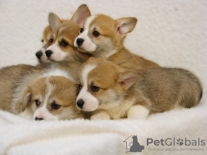 Photo №1. welsh corgi - for sale in the city of Москва | negotiated | Announcement № 17950