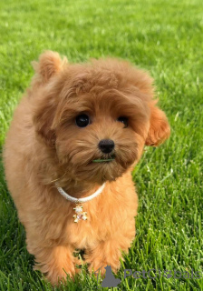 Photo №2 to announcement № 154731 for the sale of poodle (toy) - buy in United Kingdom private announcement