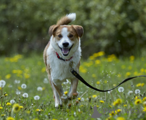 Photo №3. Cute puppy in good hands.. Russian Federation