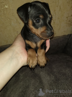 Photo №1. miniature pinscher - for sale in the city of Bobruisk | 117$ | Announcement № 18300