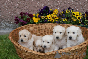 Photo №3. Golden retriever puppies for adoption.. Finland