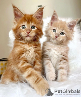 Photo №1. maine coon - for sale in the city of Norwalk | 300$ | Announcement № 87564