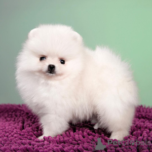 Photo №1. pomeranian - for sale in the city of Queensbury | 400$ | Announcement № 100391