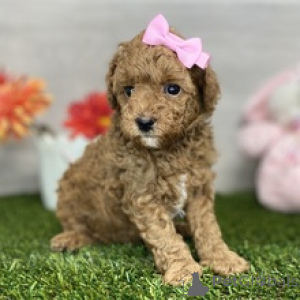 Photo №1. poodle (toy) - for sale in the city of Balta | negotiated | Announcement № 167062