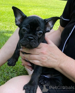 Photo №4. I will sell french bulldog in the city of Bonn. private announcement - price - 380$