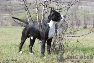 Photo №4. Mating american staffordshire terrier in Ukraine. Announcement № 7651