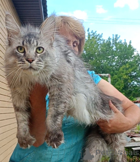 Photo №1. maine coon - for sale in the city of Roslavl | 753$ | Announcement № 149425