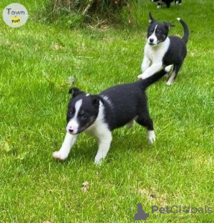 Photo №1. border collie - for sale in the city of Milan | 264$ | Announcement № 117950