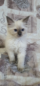 Photo №2 to announcement № 34197 for the sale of ragdoll - buy in Belarus breeder