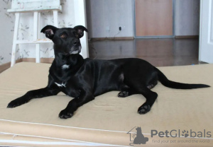 Photo №1. non-pedigree dogs - for sale in the city of Minsk | Is free | Announcement № 97180
