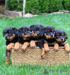 Photo №1. rottweiler - for sale in the city of Madrid | 774$ | Announcement № 160482