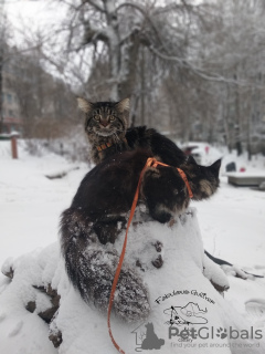 Photo №4. I will sell maine coon in the city of Kamenskoe. from nursery, breeder - price - 800$