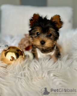 Photo №3. Adorable Yorkie Puppy Available for Adoption. United States