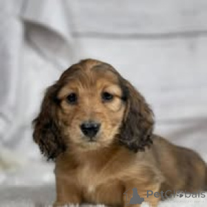 Photo №2 to announcement № 162766 for the sale of dachshund - buy in Netherlands private announcement, breeder