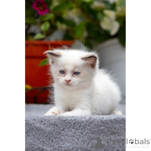 Photo №1. ragdoll - for sale in the city of Glencoe | 361$ | Announcement № 174389
