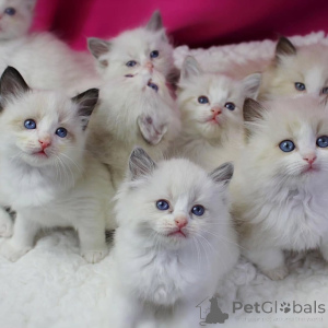 Photo №1. ragdoll - for sale in the city of Hamina | 1032$ | Announcement № 161557