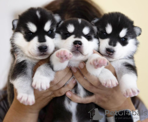 Photo №1. siberian husky - for sale in the city of Helsinki | negotiated | Announcement № 118953