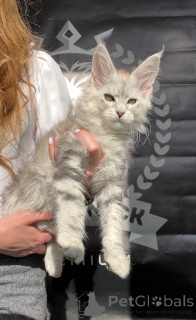 Photo №2 to announcement № 140841 for the sale of maine coon - buy in Russian Federation from nursery