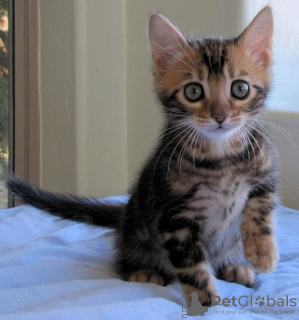 Photo №2 to announcement № 107652 for the sale of bengal cat - buy in Germany 