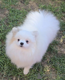 Photo №1. pomeranian - for sale in the city of Belgrade | negotiated | Announcement № 122092