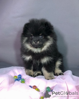 Additional photos: Adorable Pomeranian girl