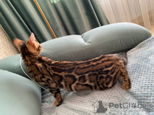 Photo №1. bengal cat - for sale in the city of Москва | 493$ | Announcement № 19175