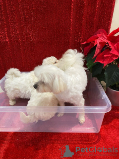 Photo №3. Gorgeous Maltipoo puppies.. United Kingdom