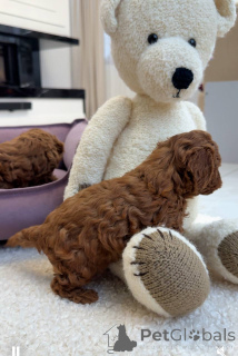 Photo №2 to announcement № 157432 for the sale of poodle (toy) - buy in United Kingdom private announcement