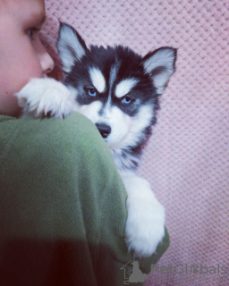 Photo №4. I will sell siberian husky in the city of Kaluga. private announcement - price - negotiated