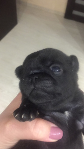 Photo №1. pug - for sale in the city of Ufa | 390$ | Announcement № 1819
