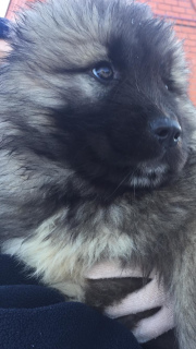 Photo №2 to announcement № 1012 for the sale of caucasian shepherd dog - buy in Russian Federation from nursery, breeder