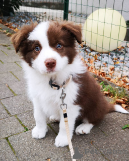 Photo №1. border collie - for sale in the city of Châtelet | 826$ | Announcement № 164845
