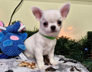 Photo №3. Chihuahua puppies available. Germany